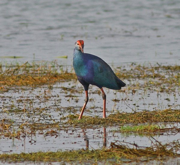 Purple Swamphen - Indian Birds