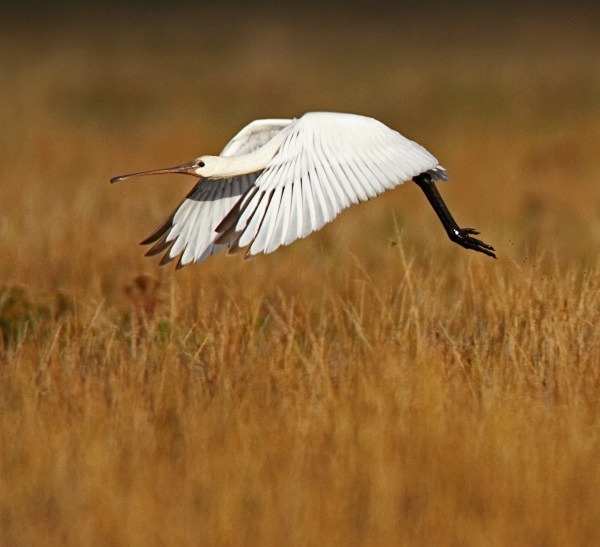 Spoonbill - Norfolk, Spring 2012