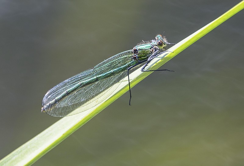 Beautiful Demoiselle - Dragonflies and Damselflies