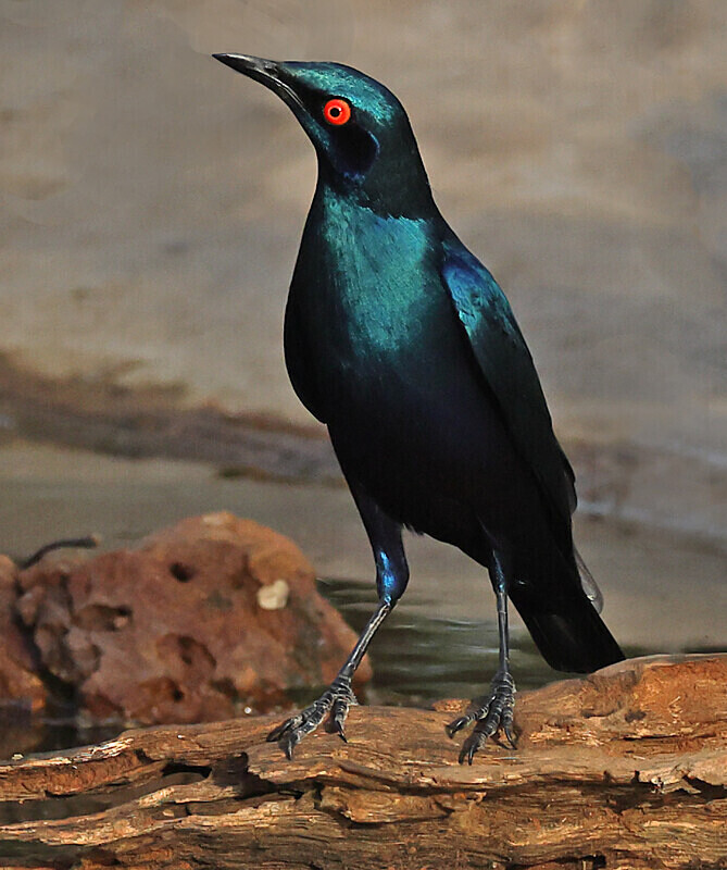 Bronze tailed Glossy Starling - The Gambia Januarry 2026