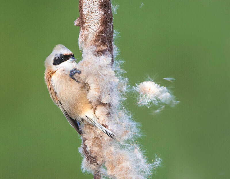 Male Penduline Tit - Crests & Tits