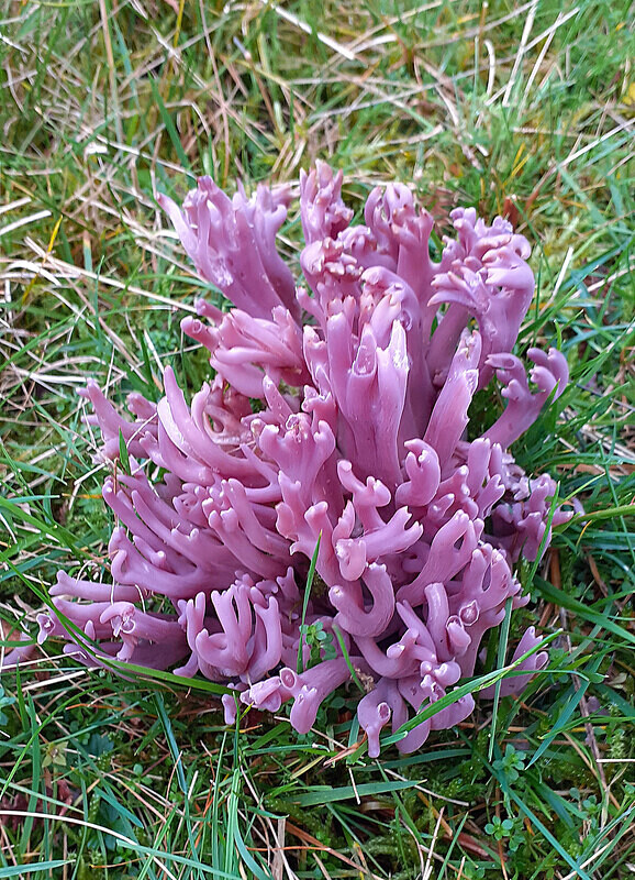 Violet Coral - Coral and Crusts