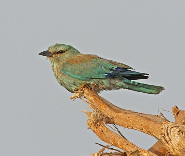 European Roller - Cyprus Birds