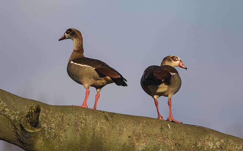 Egyptian Geese - Norfolk Winter 2016