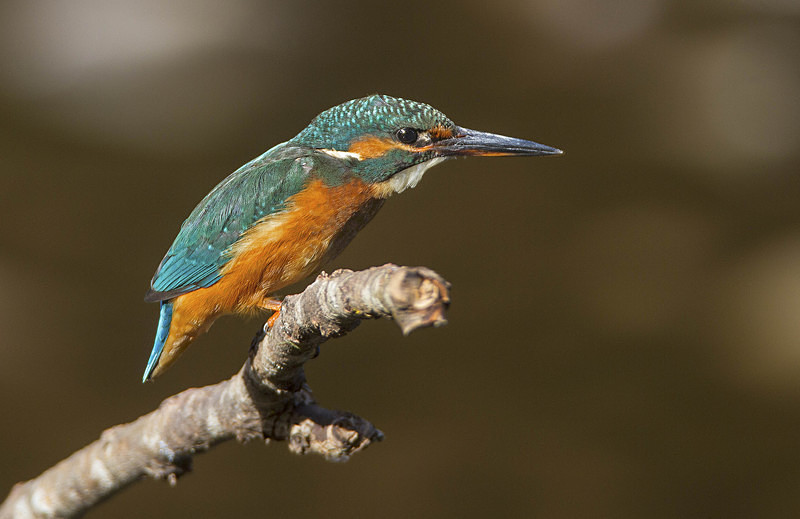 Female Kingfisher - Kingfishers