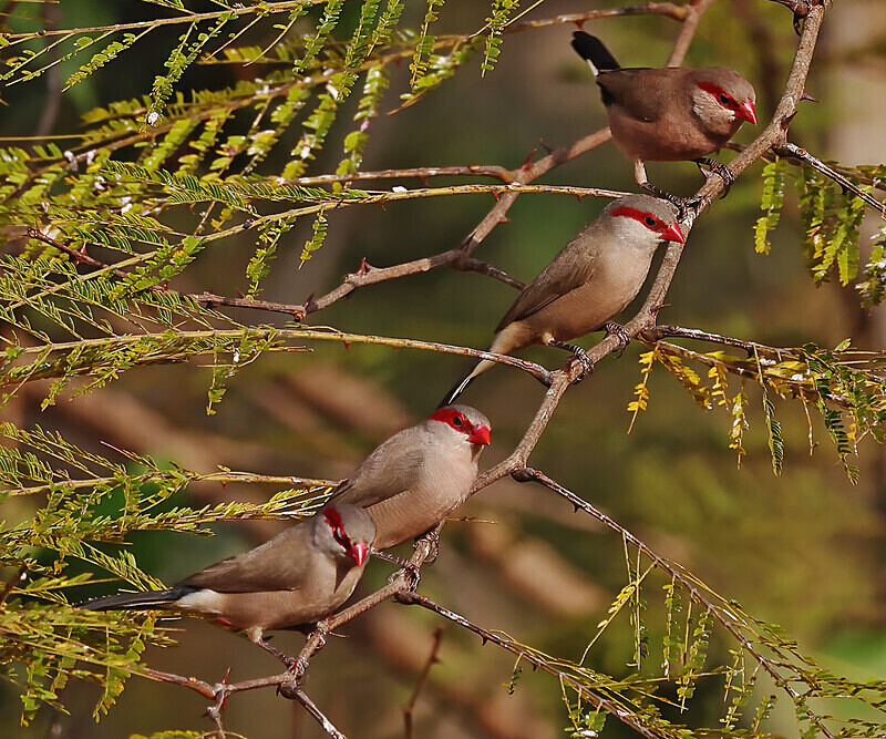 Black Rumped Waxbills - The Gambia Januarry 2026