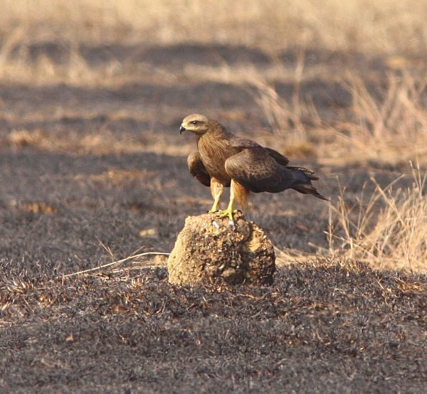 kite bird india