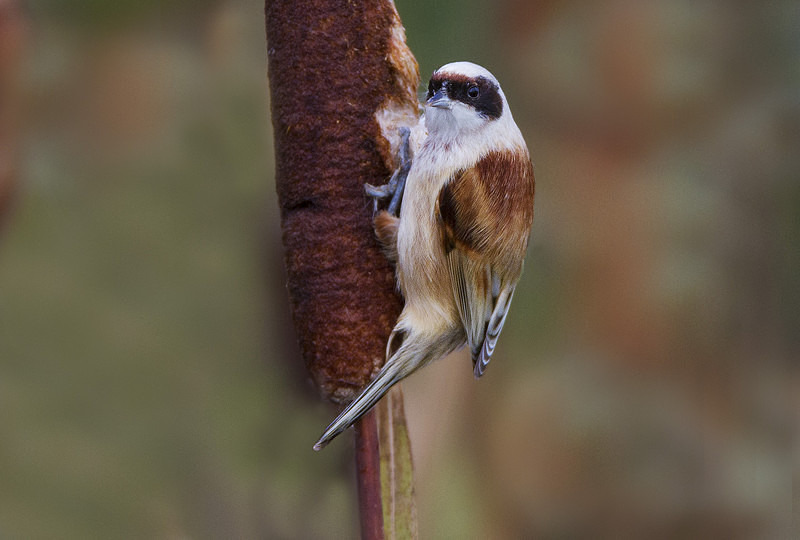 Male Penduline Tit - Penduline Tit