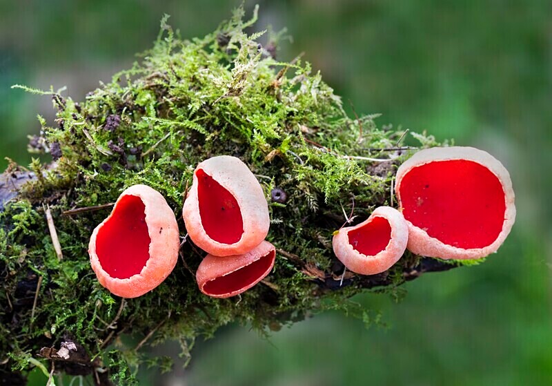 Scarlet Elf Cup - Cups