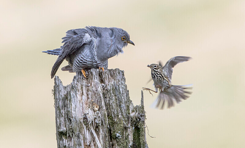 Male Cuckoo - Selection Box