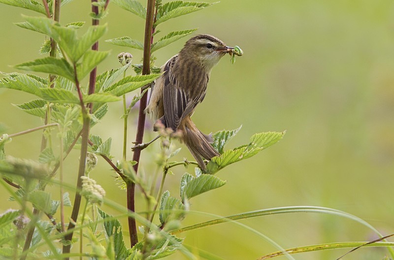 Sedge Warbler - Warblers