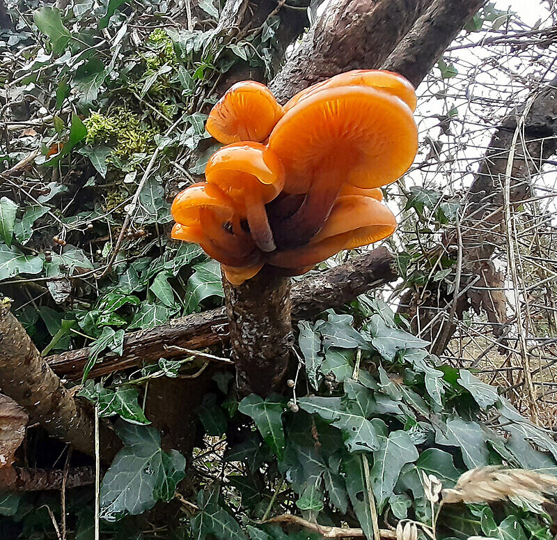 Velvet Shank - Caps