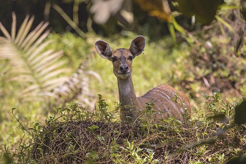 African Bush Buck. - The Gambia 2018