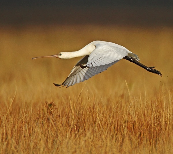Spoonbill - Norfolk, Spring 2012