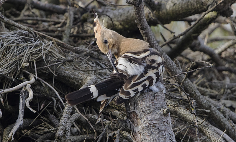 Hoopoe - Norfolk Autumn 2016