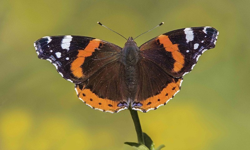 Red Admiral - Butterflies