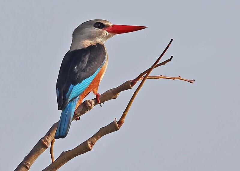Grey Headed Kingfisher - The Gambia Januarry 2026