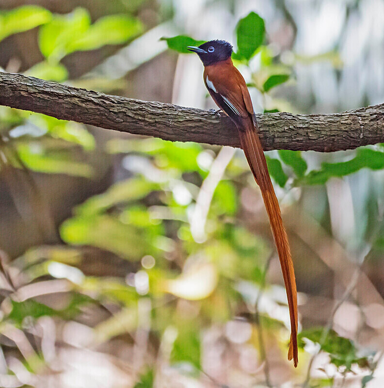 Male African Paradise Flycatcher. - The Gambia 2018
