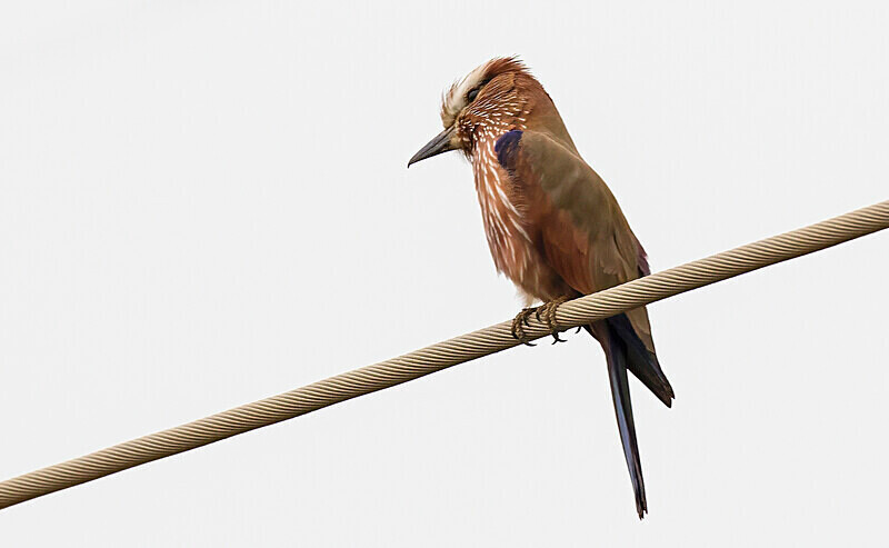 Rufous-crowned Roller. - The Gambia 2018