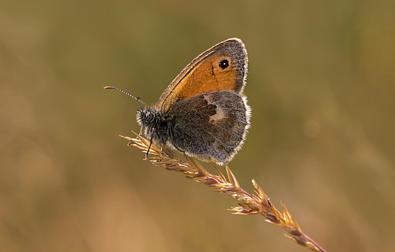 Small Heath - Butterflies