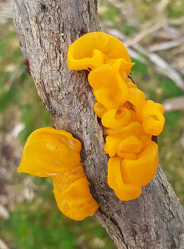 Witches Butter - Jelly's