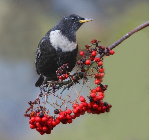 Male Ring Ouzel - Thrushes & Ouzels
