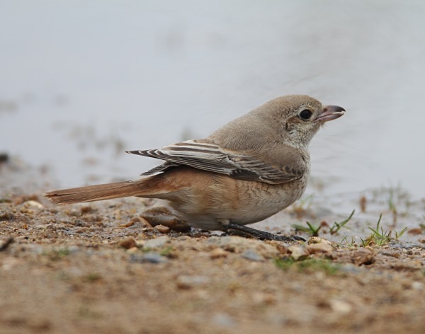 Isabelline Daurian Shrike - Norfolk, Autumn 2011