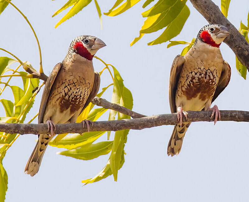 Cut Throat Finch - The Gambia Nov/Dec 2023