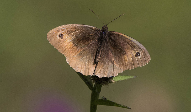 Meadow Brown - Butterflies