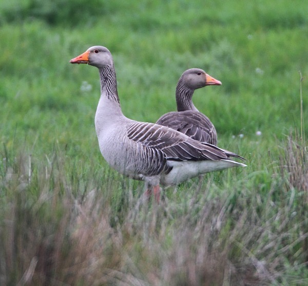 Greylag Geese - Norfolk, Spring 2012