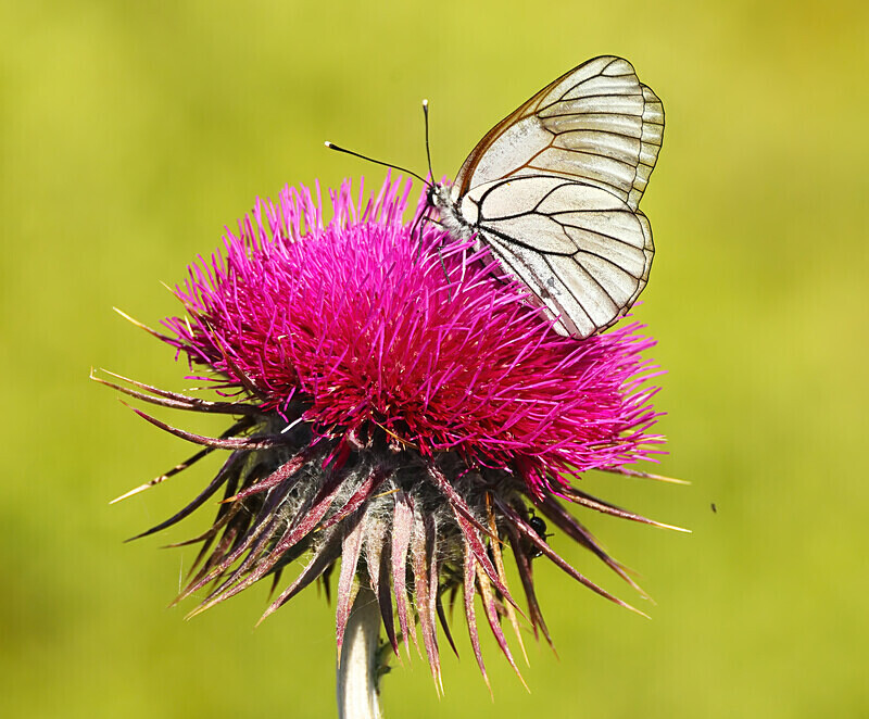 Black Veined White Butterfly - Lesvos 2025