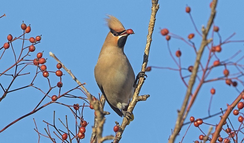 Waxwing. - Cuckoos, Shrikes & Waxwings