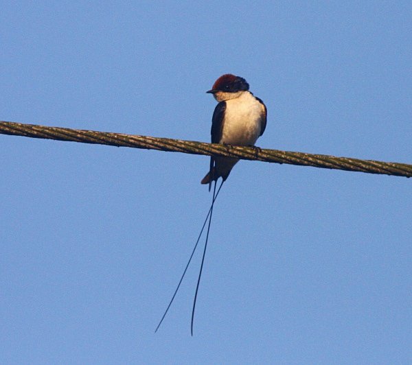 Wire Tailed Swallow - Indian Birds