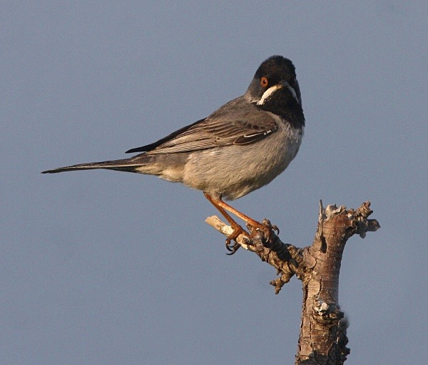 Ruppell's Warbler - Lesvos 2011