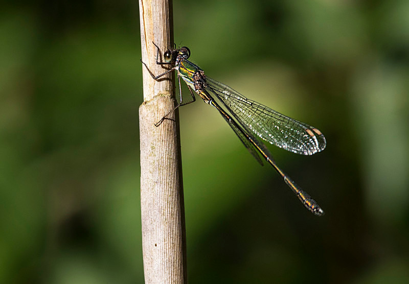 Willow Emerald Damselfly - Dragonflies and Damselflies