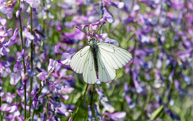 Black Veined White Butterfly - Bulgaria and Romania 2019