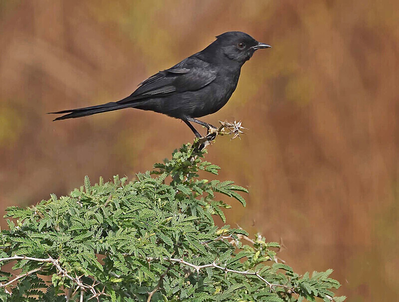 Northern Black Flycatcher - The Gambia Januarry 2026