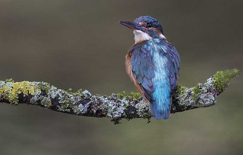 Female Kingfisher - Kingfishers