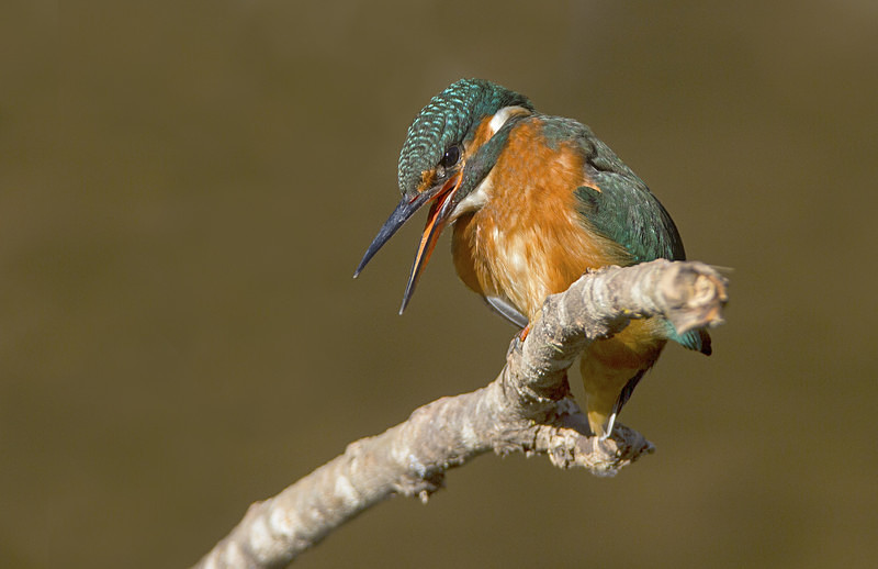 Female Kingfisher - Kingfishers