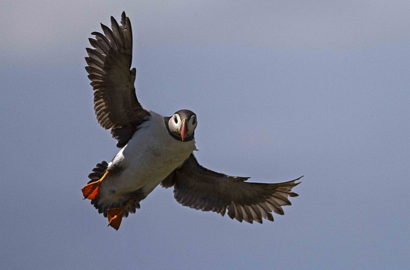 Puffin in flight - Skomer Island July 2014