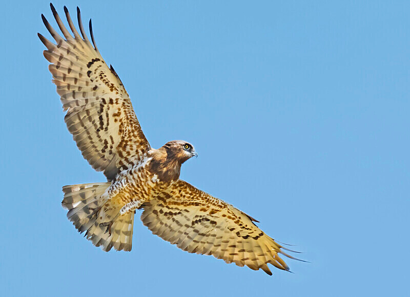 Short toed Snake Eagle. - Lesvos April/May 2023