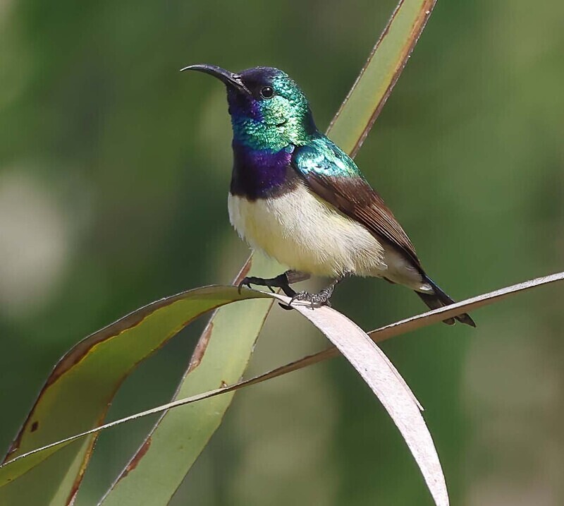 Variable Sunbird - The Gambia Januarry 2026