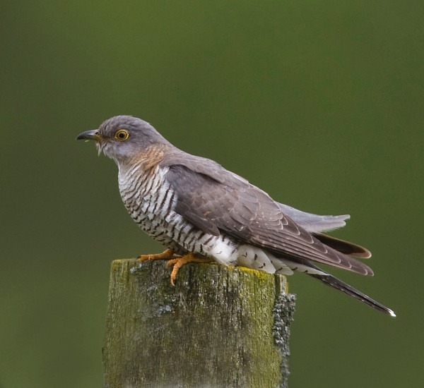 Female Cuckoo - Cuckoos, Shrikes & Waxwings