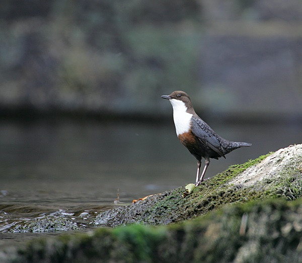 Dipper - Dippers, Kingfishers & Wagtails