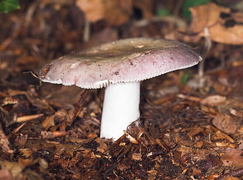 Blewit - Caps