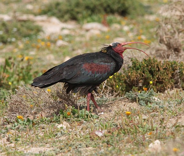 Bald Ibis 1 - Morocco Birds