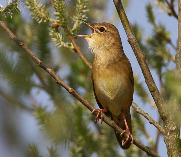 Grasshopper Warbler - Warblers
