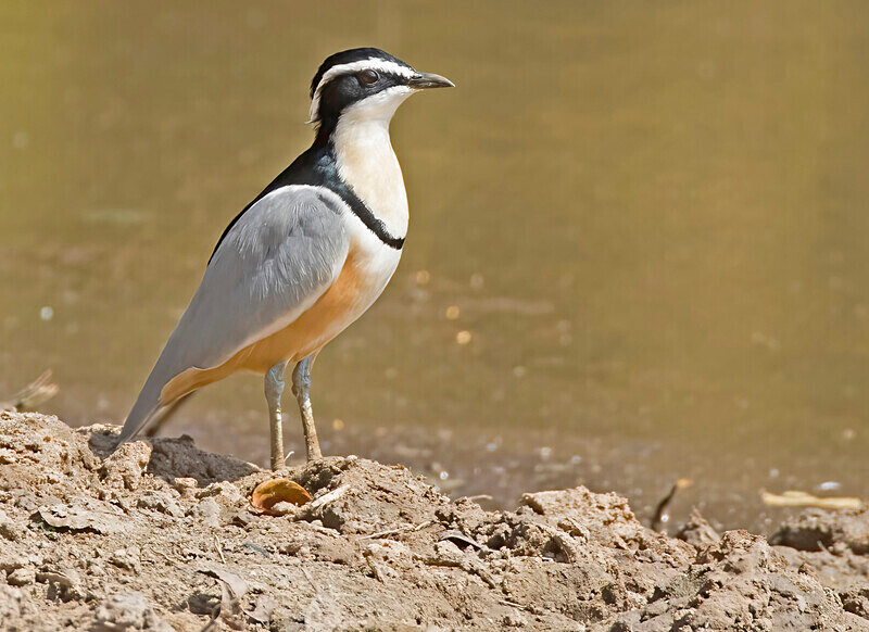 Egyptian Plover - The Gambia Nov/Dec 2023