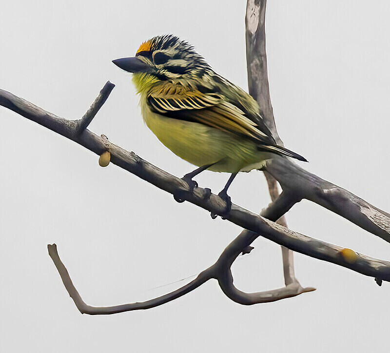 Yellow Fronted Tinker Bird - The Gambia Nov/Dec 2023