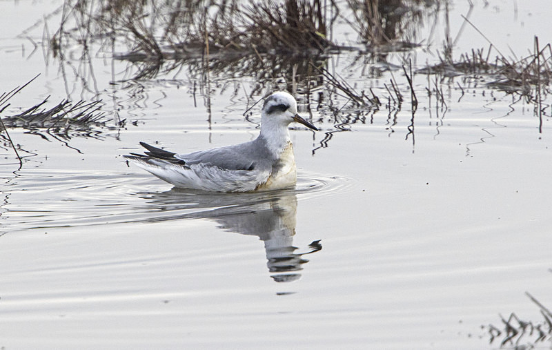 Grey Phalarope - Norfolk Winter 2016